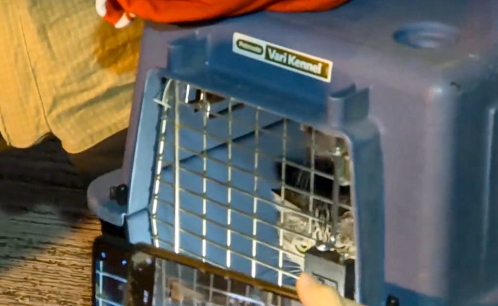 Two cats and a dog have survived the blaze. Photo: Cable TV news