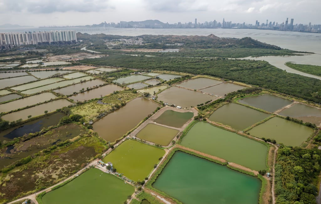 Fung Lok Wai fish ponds looking north with Tin Shui Wai to the west and Shenzhen across Deep Bay. Photo: Martin Williams