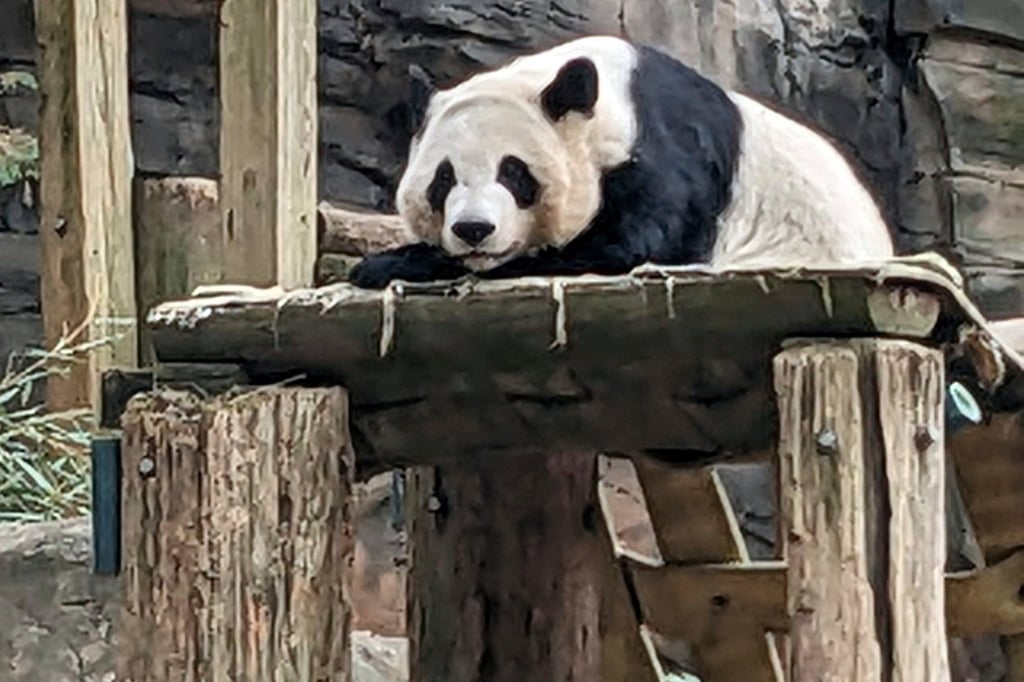 One of four pandas at Zoo Atlanta rests in their habitat in December. Photo: AP