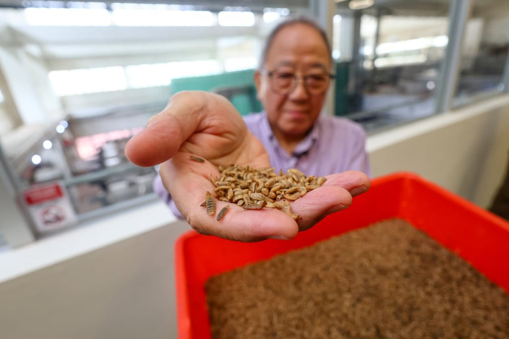 Kenny Tso, chief executive of Organic Tech Limited, holds up larvae of black soldier flies at BSF Hatch, a treatment facility that turns chicken faeces into biofuel. Photo: Dickson Lee Kenny Tso, chief executive of Organic Tech Limited, holds up larvae of black soldier flies at BSF Hatch, a treatment facility that turns chicken faeces into biofuel. Photo: Dickson Lee