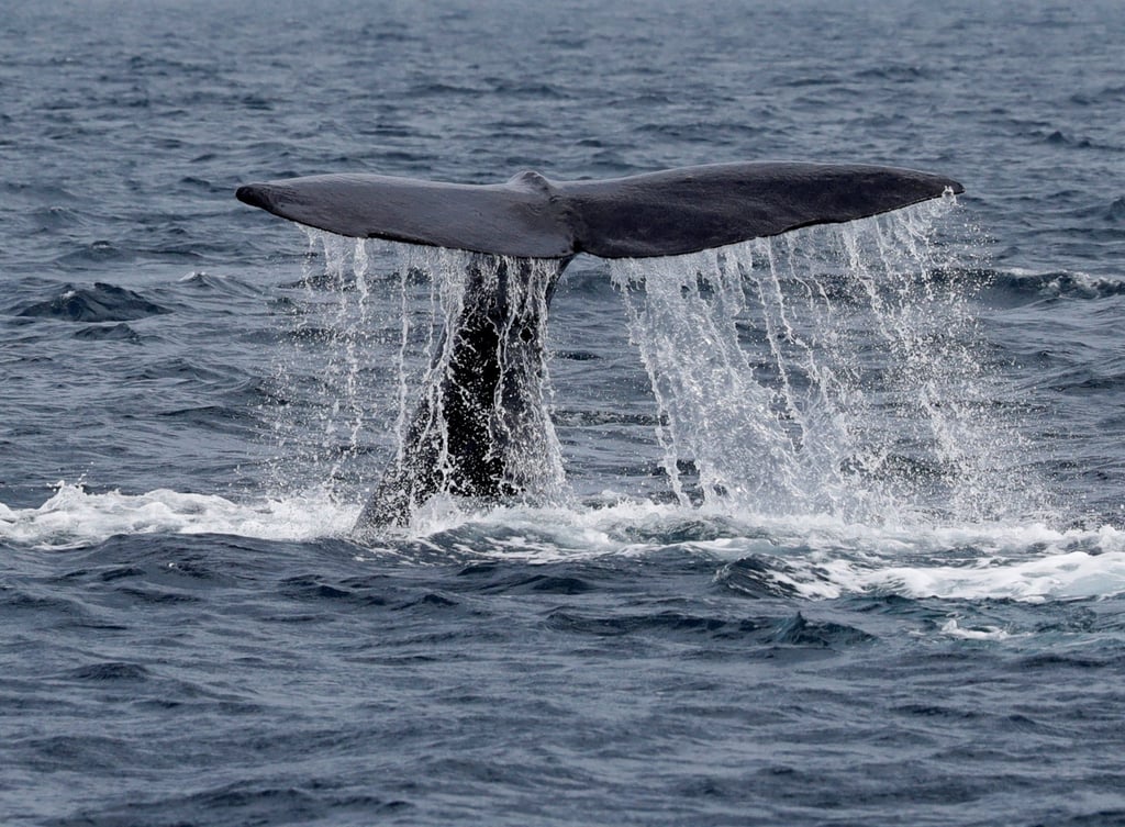 A whale raises its tail above the water as it dives near Hokkaido in 2019. Japan plans to add fin whales to its commercial hunting list. Photo: Reuters A whale raises its tail above the water as it dives near Hokkaido in 2019. Japan plans to add fin whales to its commercial hunting list. Photo: Reuters