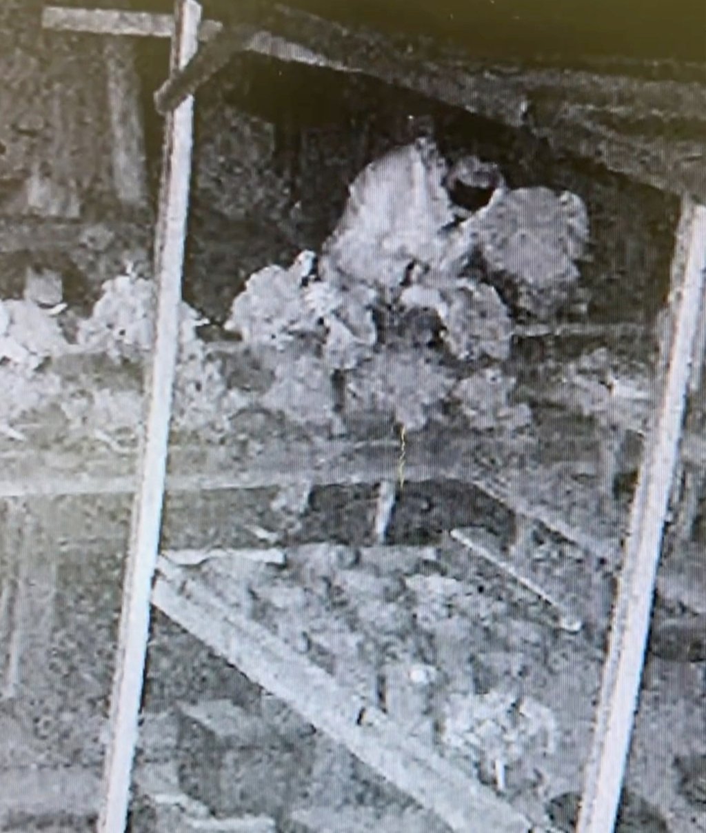Security camera footage shows a masked thief stealing a bonsai tree from Gashou-en nursery earlier this month. Photo: Instagram/Gashou-en