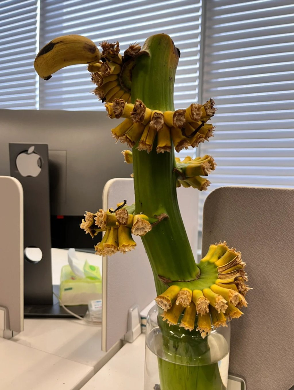 In the trend known as the "stop anxiety bananas," employees buy bananas on the stem and are placed into a vase of water to ripen. (photo credit: Xiaohongshu)