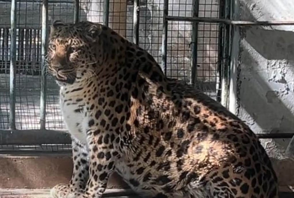 China’s larger-than-life big cat has been hailed by zoo visitors for its chunky appearance. Photo: The Paper China’s larger-than-life big cat has been hailed by zoo visitors for its chunky appearance. Photo: The Paper