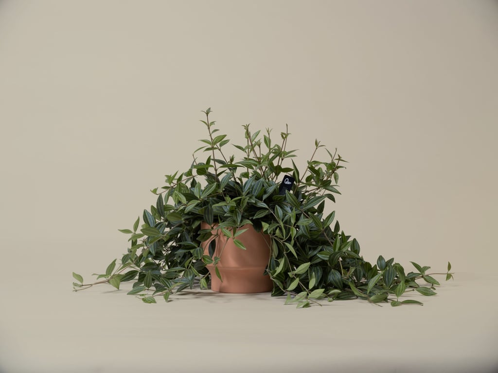 Beetle Peperomia from Quest Plants & Supply