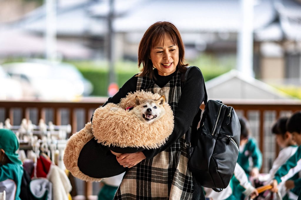 Atsuko Sato with Kabosu, best known as the logo of cryptocurrency Dogecoin, playing with students at a kindergarten in Narita, Chiba prefecture, east of Tokyo. Photo: AFP Atsuko Sato with Kabosu, best known as the logo of cryptocurrency Dogecoin, playing with students at a kindergarten in Narita, Chiba prefecture, east of Tokyo. Photo: AFP
