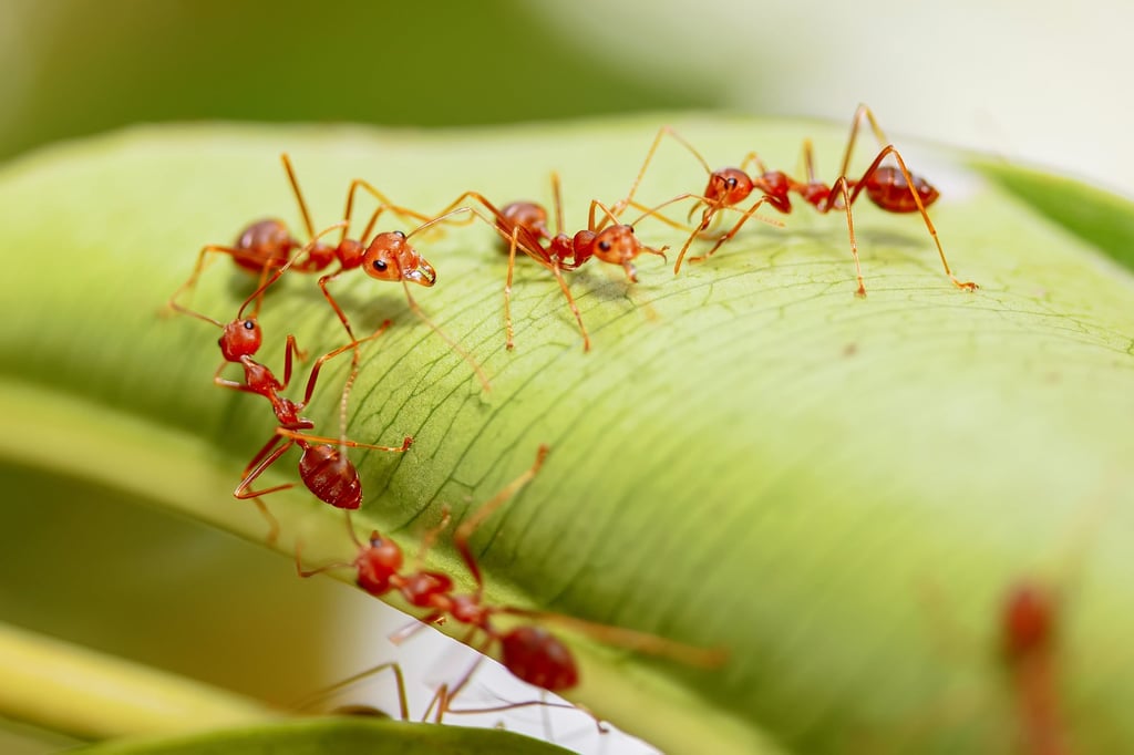 Authorities in other countries have confirmed that the bite of fire ants can cause anaphylactic shock. Photo: Shutterstock