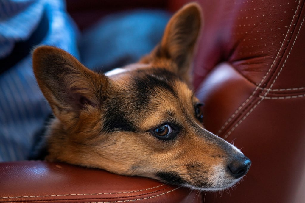 A dog waits in the comfort area to board a plane for Bark Air, an airline for dogs. Photo: Reuters A dog waits in the comfort area to board a plane for Bark Air, an airline for dogs. Photo: Reuters