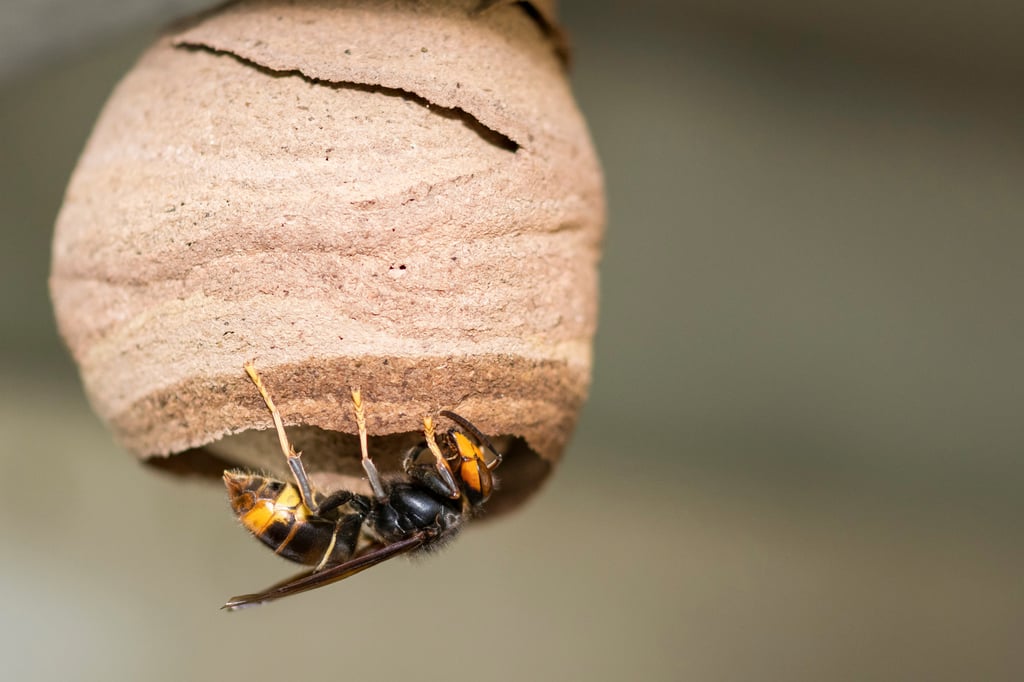 There have been 108 sightings of Asian hornets in Britain since 2016, but more than half of those were in the past year. Photo: Shutterstock There have been 108 sightings of Asian hornets in Britain since 2016, but more than half of those were in the past year. Photo: Shutterstock