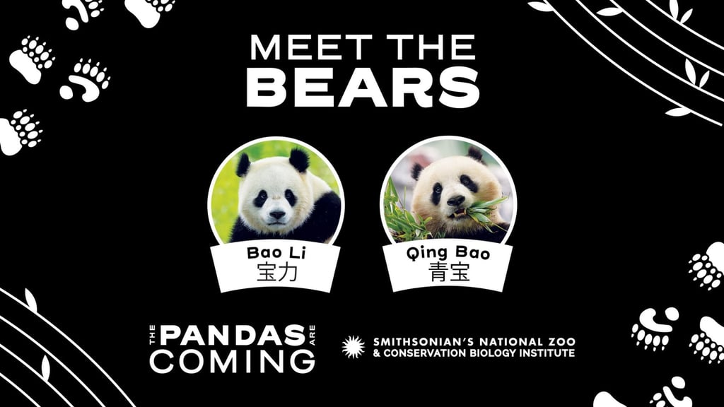 The zoo has launched an extensive publicity campaign ahead of the arrival of the two giant pandas, Bao Li and Qing Bao. Photo: Smithsonian’s National Zoo