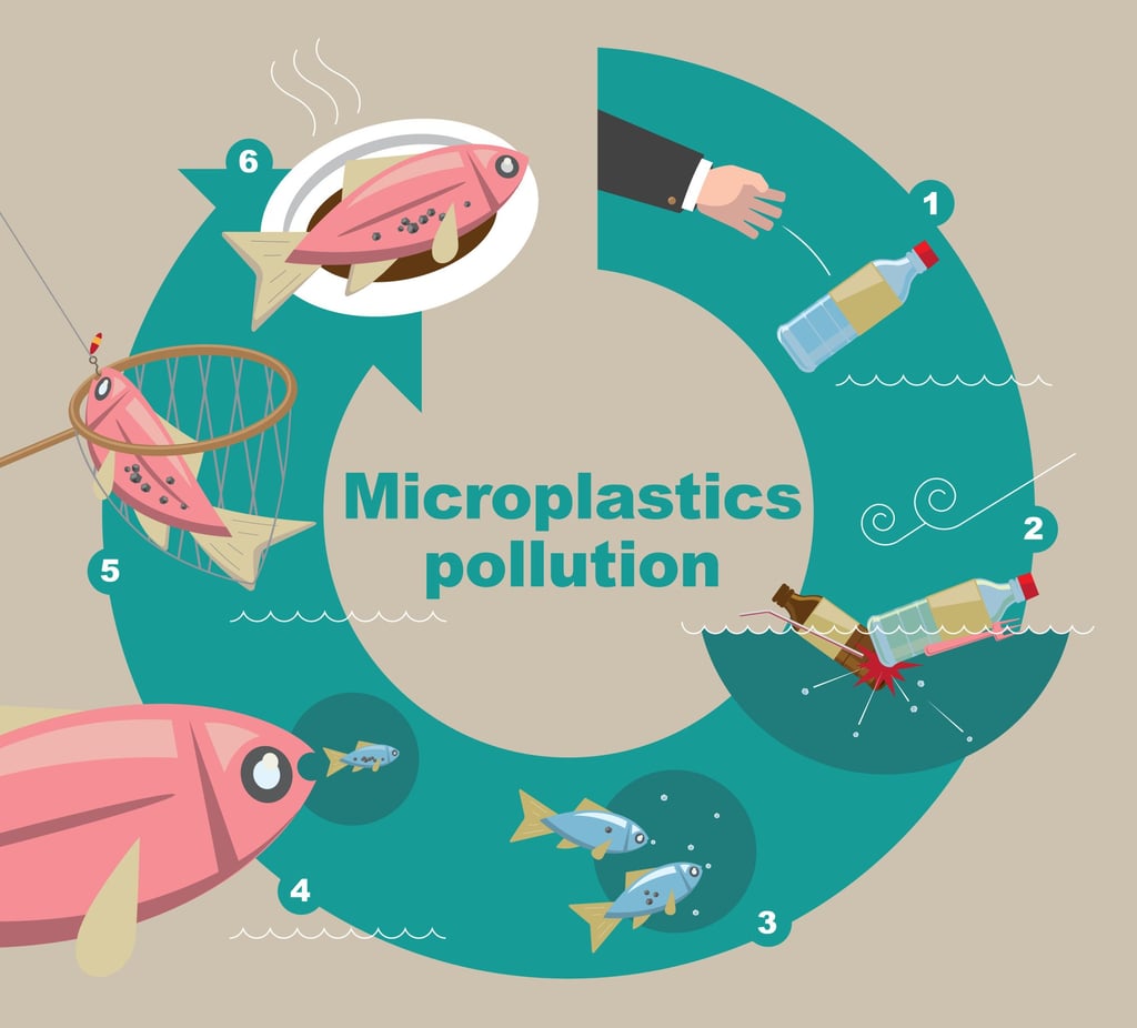 An illustrative diagram shows how microplastics enter the food chain after being eaten by fish. Photo: Shutterstock