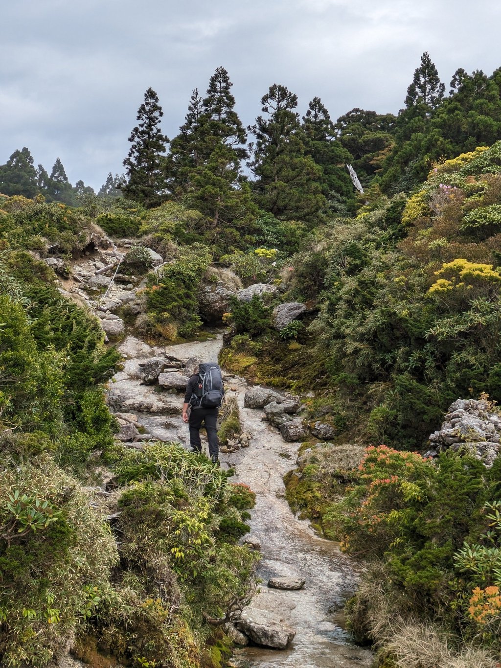 The author hikes up a trail in Yakushima. Photo: Fiona Ching The author hikes up a trail in Yakushima. Photo: Fiona Ching
