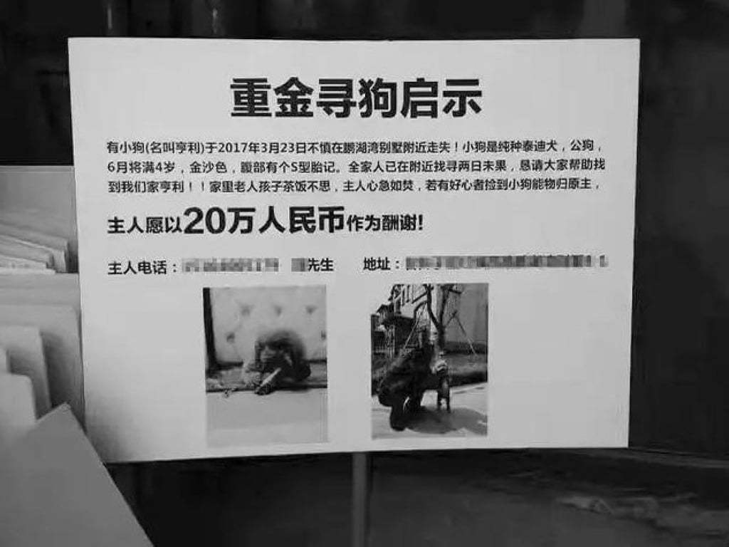 As China’s pet population grows, so does the number of missing domesticated animals. Photo: 36kr.com