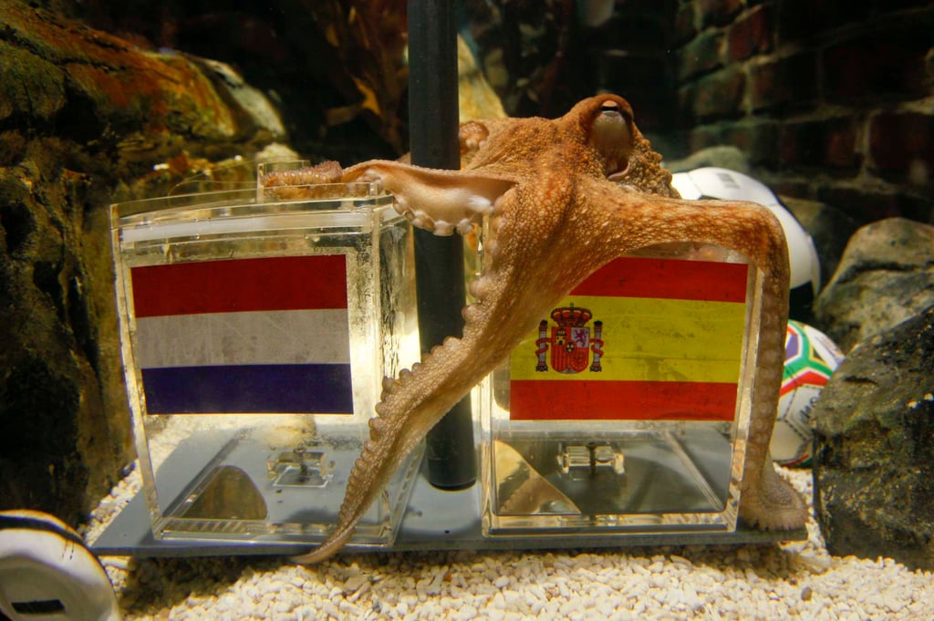Octopus Paul rightly forecasts a Spain win over the Netherlands in the 2010 World Cup final. Photo: Reuters Octopus Paul rightly forecasts a Spain win over the Netherlands in the 2010 World Cup final. Photo: Reuters