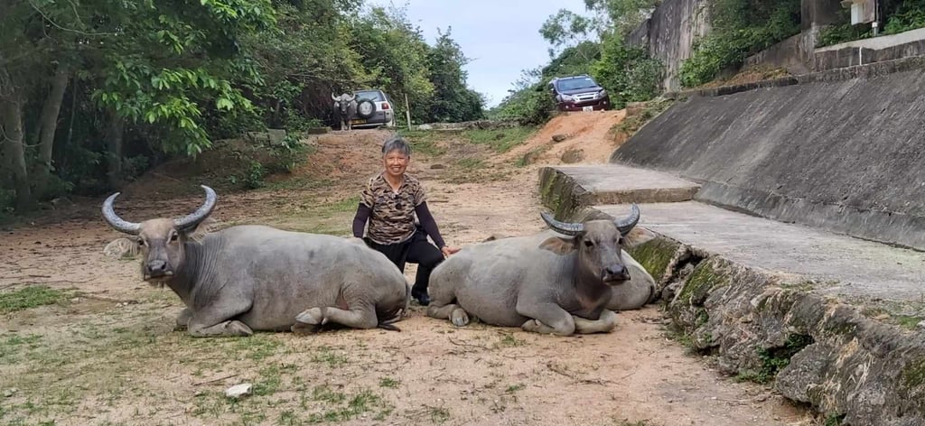 Jean Leung is known as the buffalo whisperer “because the buffalo understand what I say”. Photo: Jean Leung Jean Leung is known as the buffalo whisperer “because the buffalo understand what I say”. Photo: Jean Leung