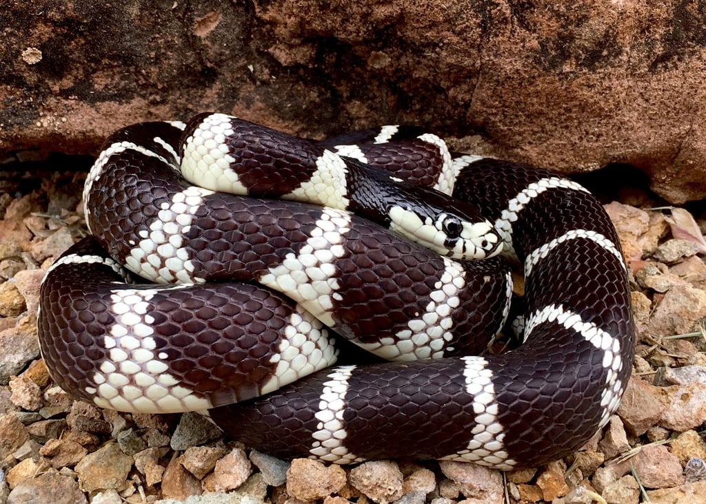 The California kingsnake is non-venomous. Photo: Shutterstock The California kingsnake is non-venomous. Photo: Shutterstock