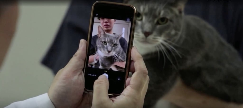 Developers in Japan have come up with an app that can detect pain in cats by their facial expressions. Photo: taiwanplus.com Developers in Japan have come up with an app that can detect pain in cats by their facial expressions. Photo: taiwanplus.com