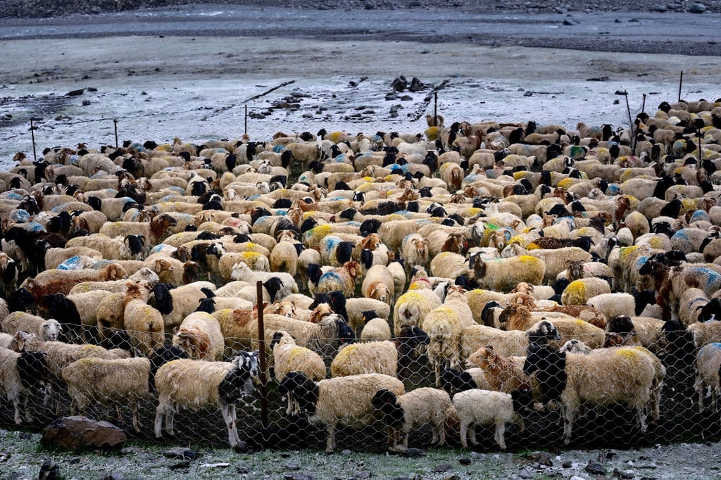 The strange stress-relieving trend has seen young people flock to farms to touch the rears of sheep. Photo: Shutterstock The strange stress-relieving trend has seen young people flock to farms to touch the rears of sheep. Photo: Shutterstock