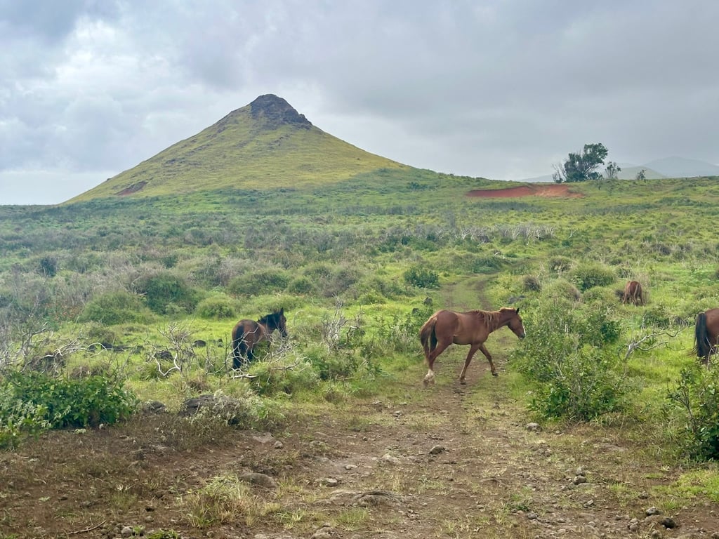 Horses on remote Rapa Nui, aka Easter Island, in 2024. Photo: Teresa Bergen Horses on remote Rapa Nui, aka Easter Island, in 2024. Photo: Teresa Bergen