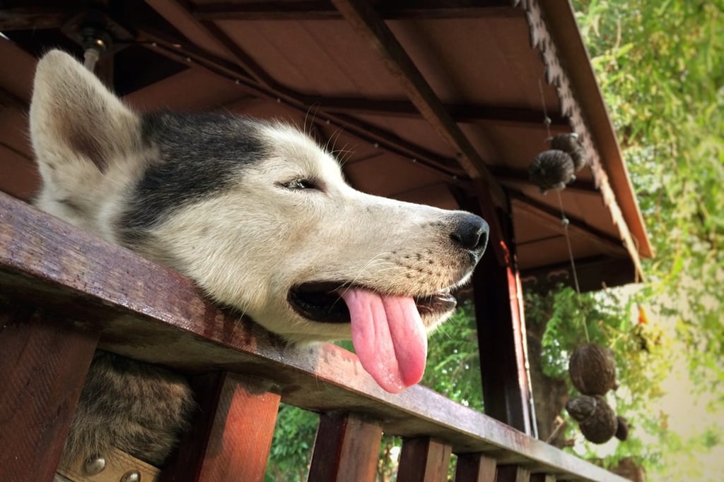 A Siberian husky sits with its tongue hanging out to try to cool down on a hot day. Photo: Shutterstock