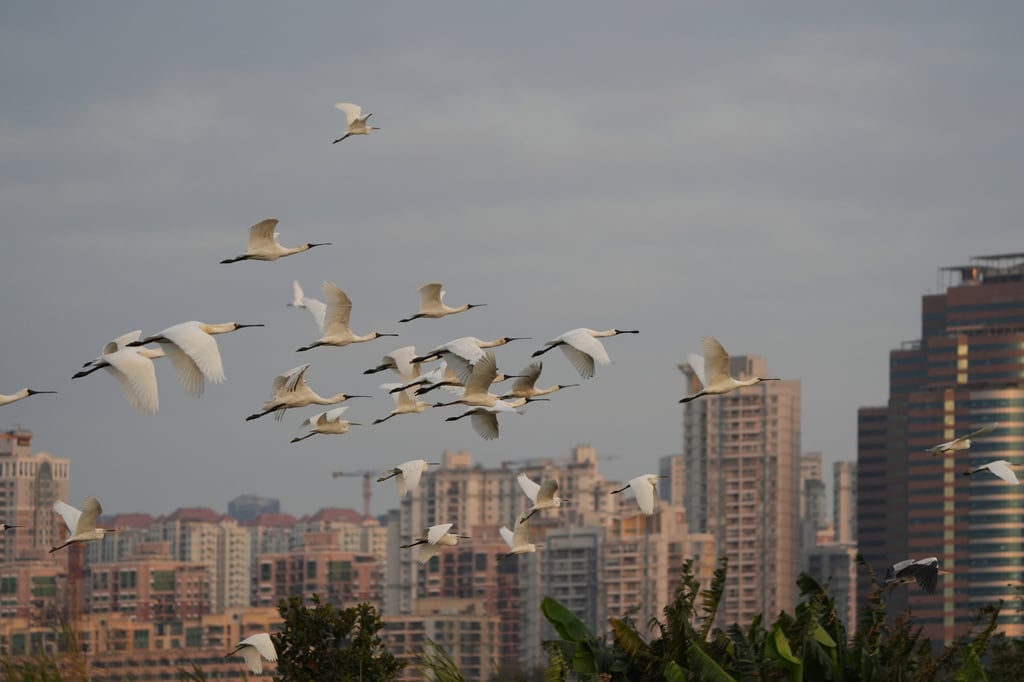 Black-faced spoonbill in San Tin. Photo: Handout Black-faced spoonbill in San Tin. Photo: Handout