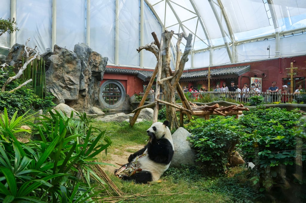 Ying Ying in Ocean Park. The new pandas will be the third pair Beijing has given the city since 1999. Photo: Elson Li