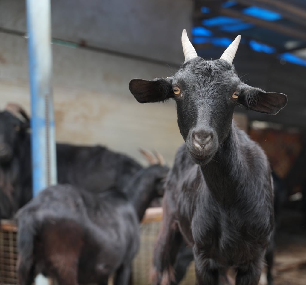 Chinese horoscopes how s your luck in July 2024 Metal Goat month Health career money and travel predictions for all 12 zodiac signs as the creative Goat enters the summer South China Morning Post