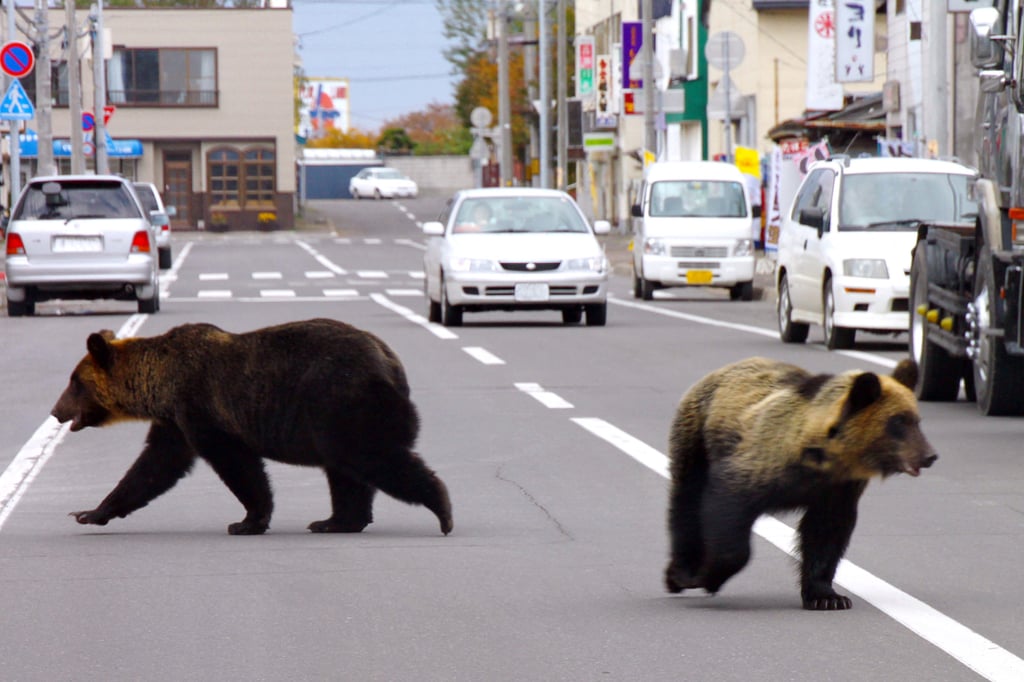 A mother bear and her cub walk on a street in Shari town, Hokkaido prefecture. Government data shows more than 3,000 bear encounters in Japan just in April and May, about 500 more than usual. Photo: Shari Town Local Government/Handout via AFP