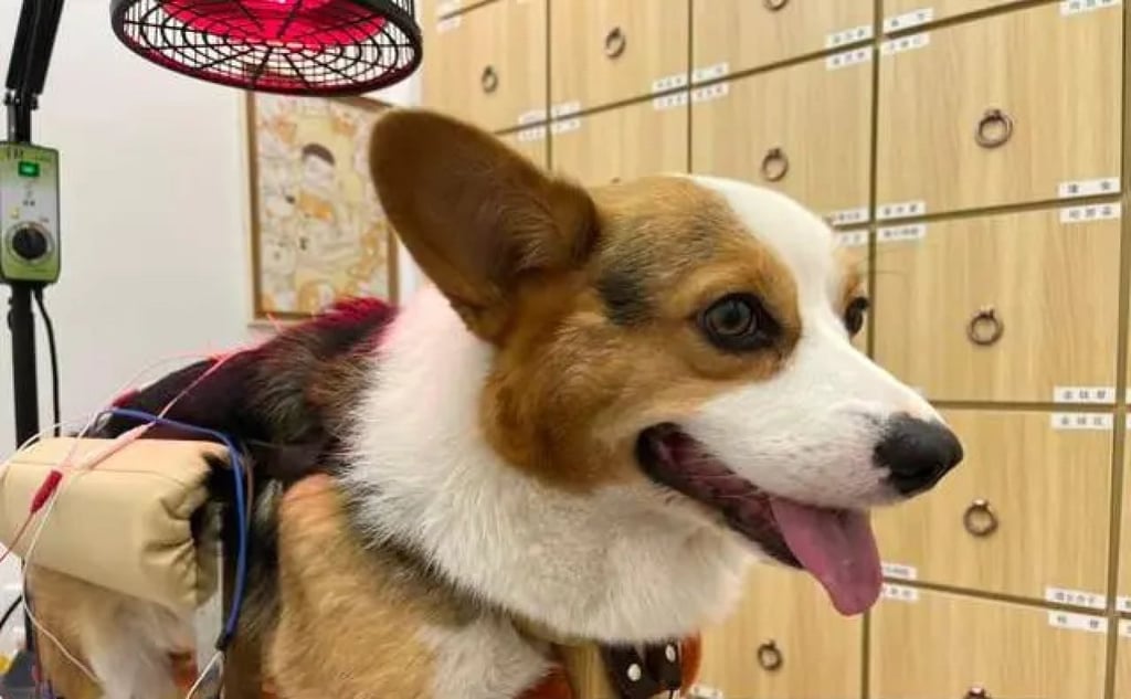 One practitioner said he cured a corgi dog of paralysis by using acupuncture. Photo: Jim News One practitioner said he cured a corgi dog of paralysis by using acupuncture. Photo: Jim News
