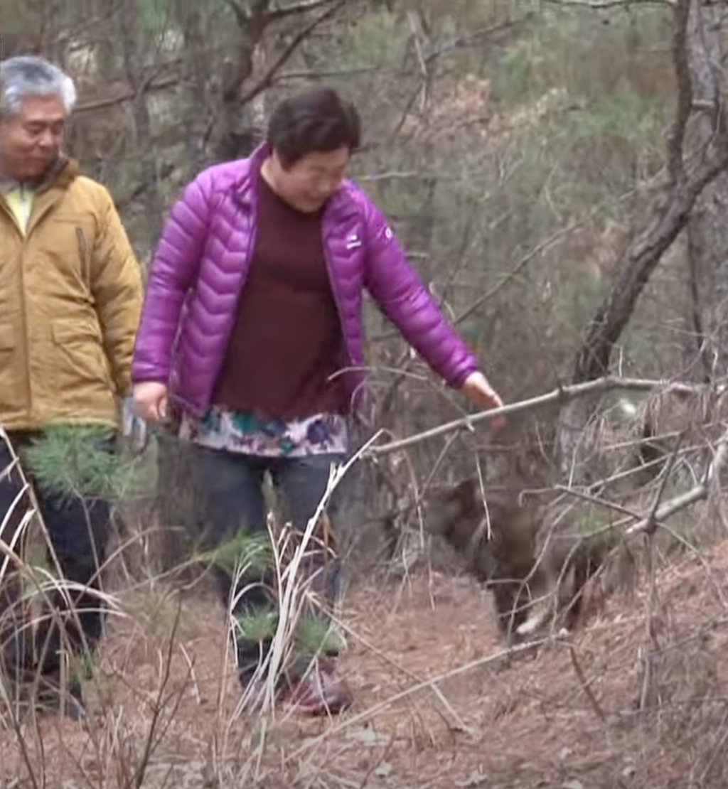 The owners walk their “miracle” dog Hosun seven years after she was buried following a car accident. Photo: YouTube
