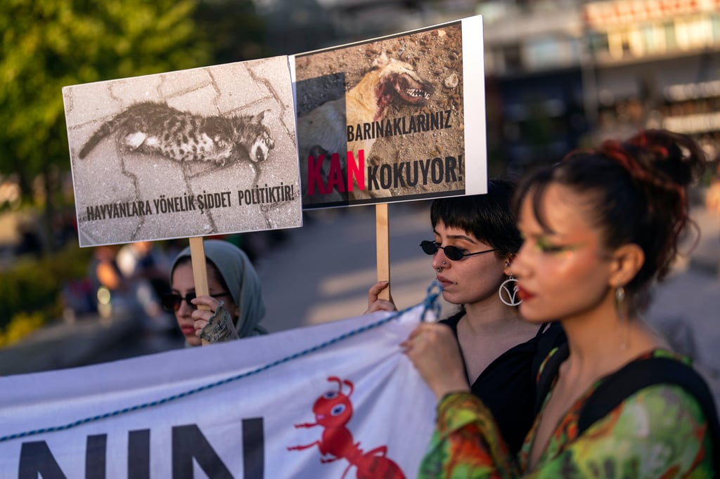 Animal rights activists shout slogans during a protest in Istanbul, Turkey, in May. Photo: AP