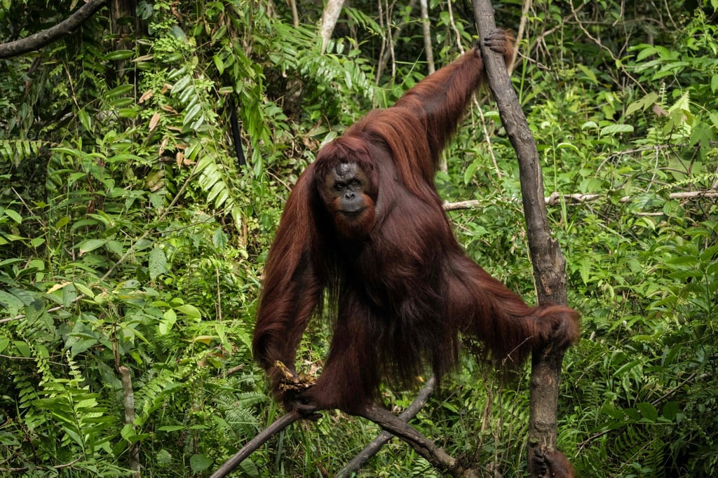 Philadelphia Zoo welcomes the first Sumatran orangutan born there in 15