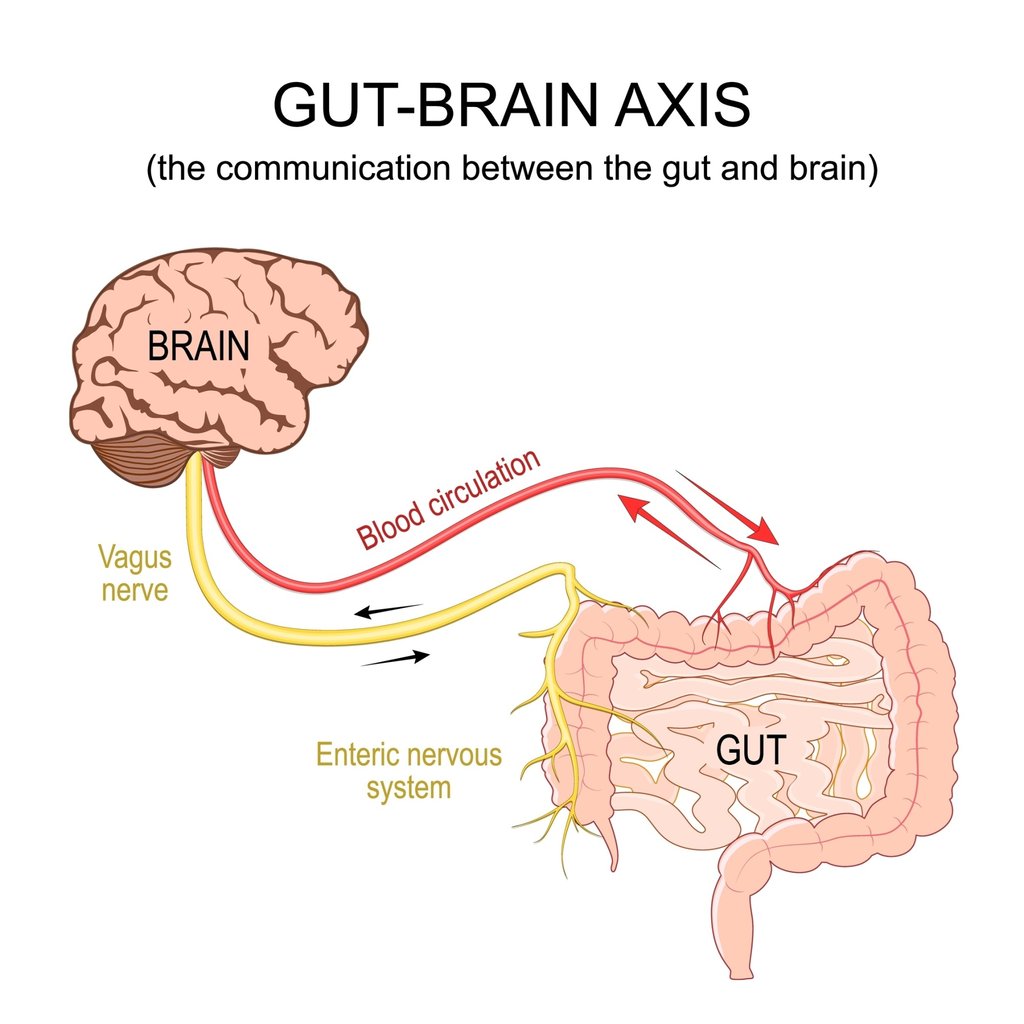 An illustration showing how the gut and brain communicate via the vagus nerve. Illustration: Shutterstock