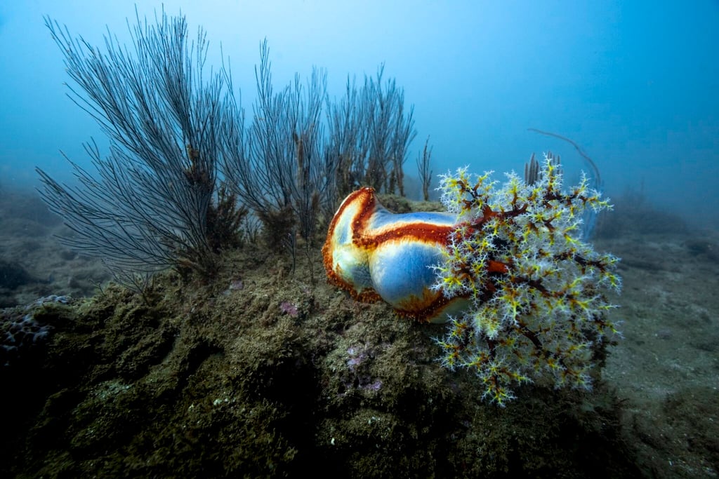 Across the world, there are marine ecosystems in need of protection