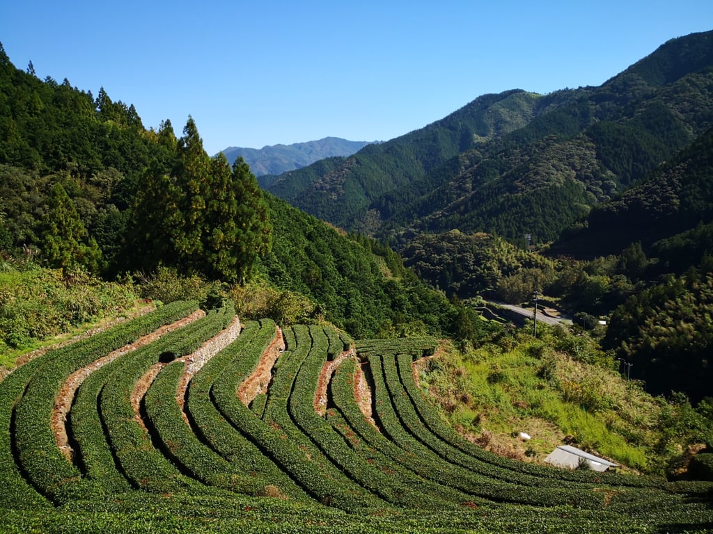 A green tea plantation in Yanagino, along the mini-Henro trail on day three of Walk Japan’s Kochi to Ehime tour in Japan. Photo: Handout