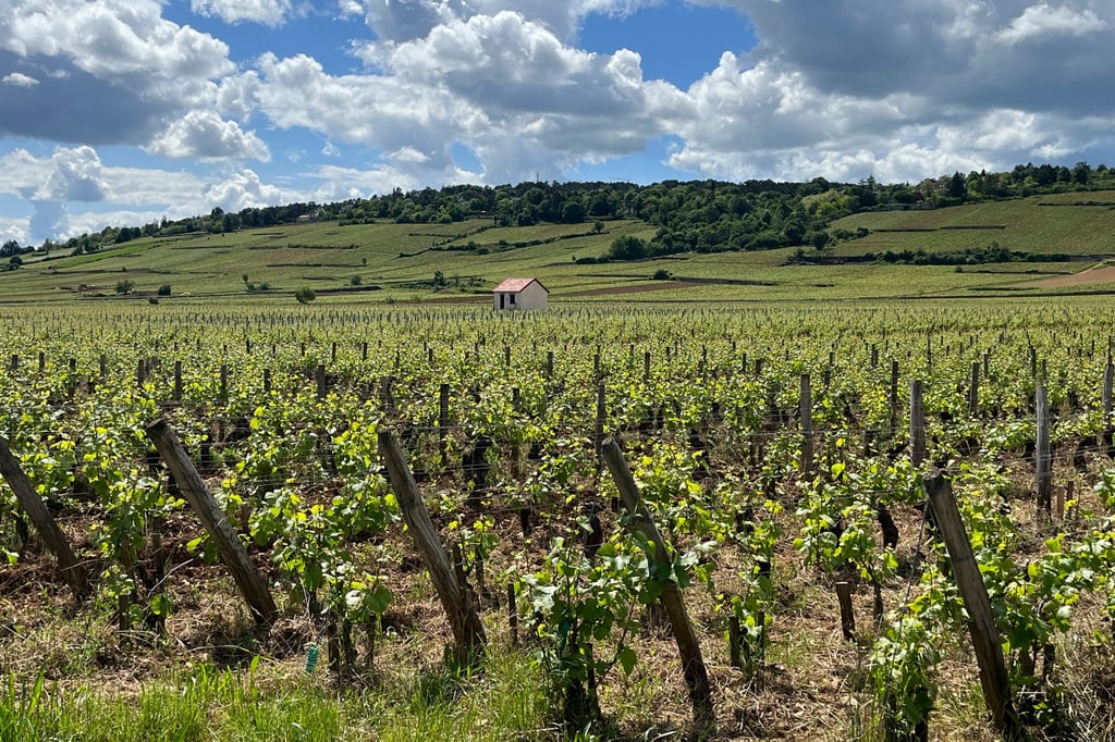 A vineyard along the Voie des Vignes near Beaune, in the Burgundy region of France. Photo: Steve Wartenberg via AP A vineyard along the Voie des Vignes near Beaune, in the Burgundy region of France. Photo: Steve Wartenberg via AP