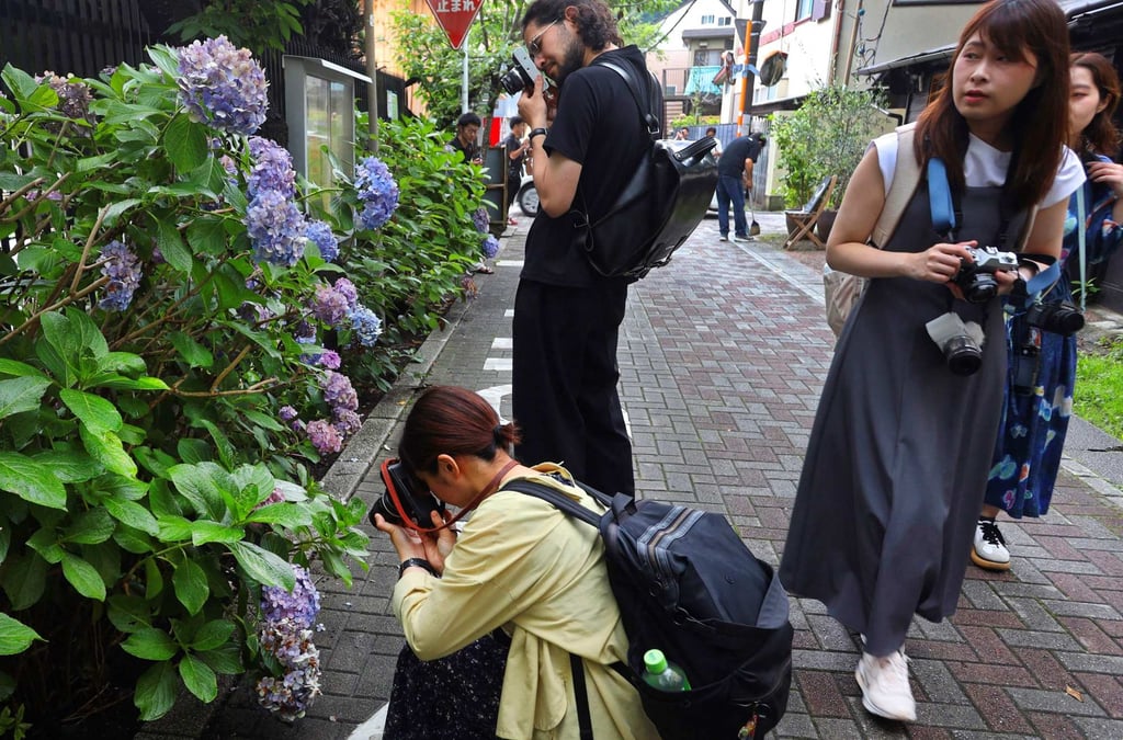 Participants in a film photography tour take photos of hydrangeas in Kamakura, a Japanese coastal town in Kanagawa prefecture, in June 2024. Photo: AFP