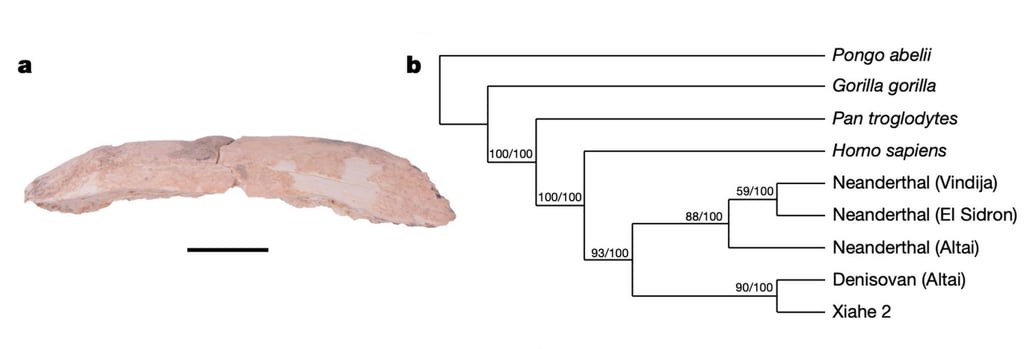 The Xiahe 2 specimen, a rib fragment belonging to a Homo species, was identified through ZooMS screening techniques. Photo: Nature
