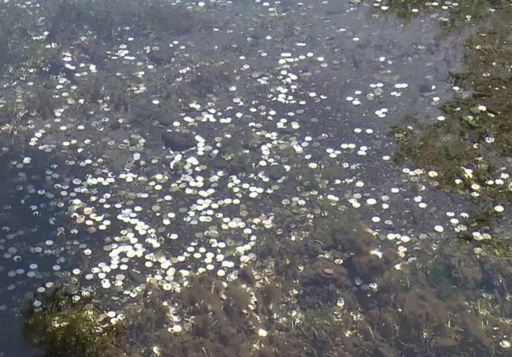 Coins pile up under water at the Oshino Hakkai springs heritage site. Photo: Photo: FNN.Jon