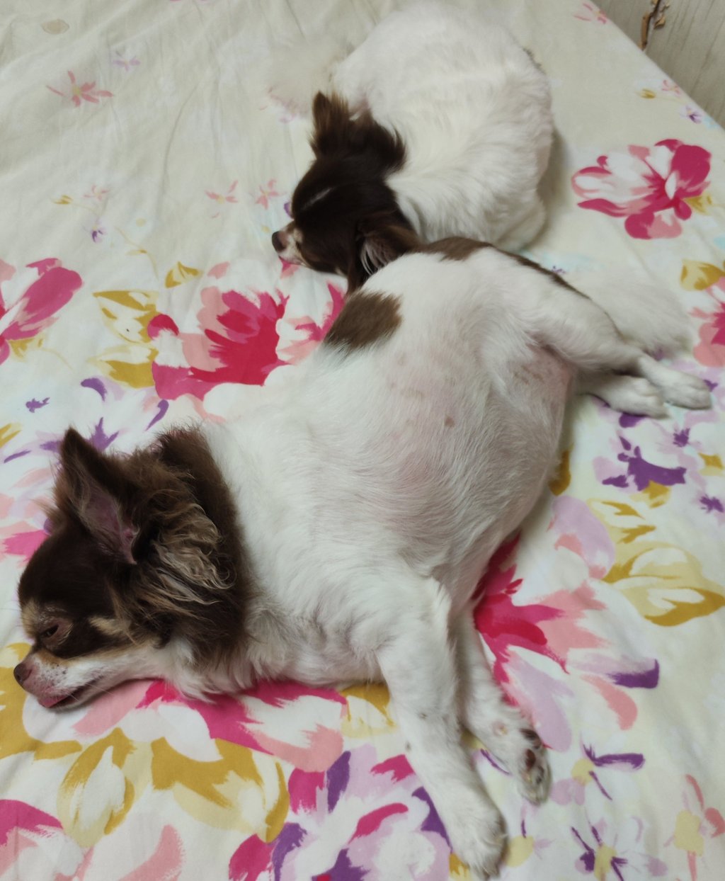 Ideally, cats and dogs should have a clearly visible waist and an upwardly slanting abdomen. If they do not, they are overweight. Photo: Kevin Kwong Ideally, cats and dogs should have a clearly visible waist and an upwardly slanting abdomen. If they do not, they are overweight. Photo: Kevin Kwong