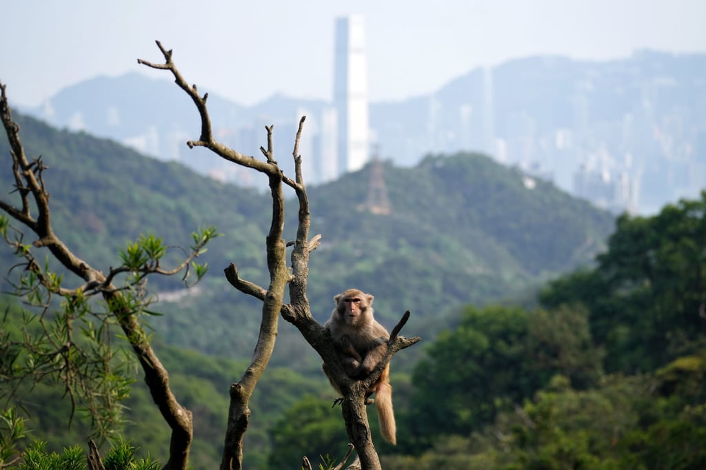 A monkey rests on branches at Kam Shan Country Park. Photo: Elson Li