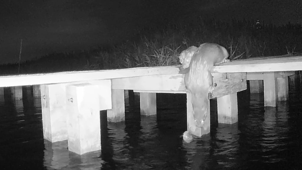 An image of Eurasian otters at Mai Po, captured at night by a camera trap, which is used to help develop specific strategies to protect the species. Photo: WWF-Hong Kong/Kadoorie Farm and Botanic Garden.