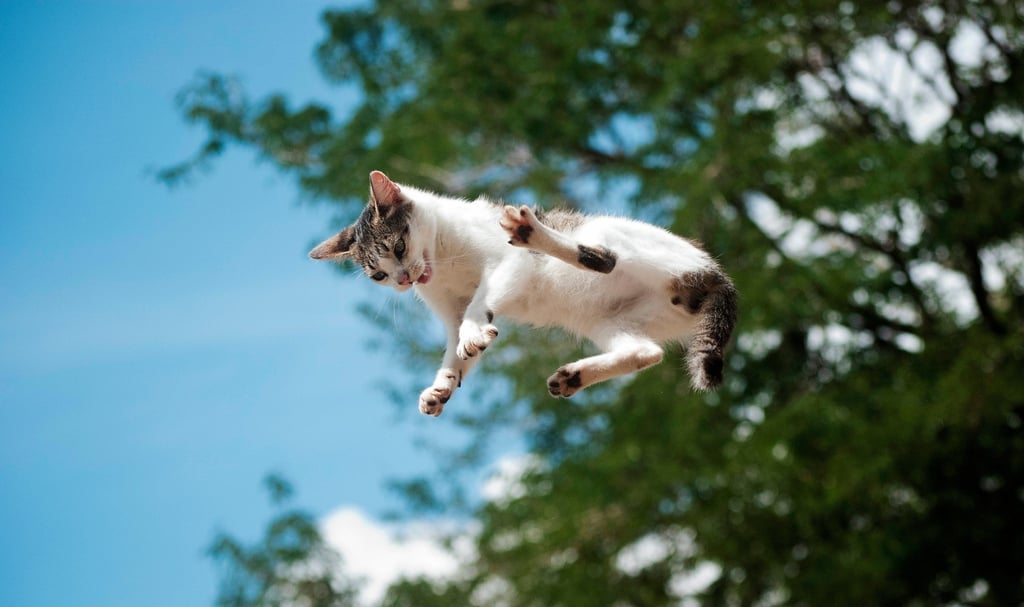 Cats have a reflex that lets them rotate their body in the air to land on their feet. The reflex only works up to a certain height, though. Photo: Shutterstock Cats have a reflex that lets them rotate their body in the air to land on their feet. The reflex only works up to a certain height, though. Photo: Shutterstock