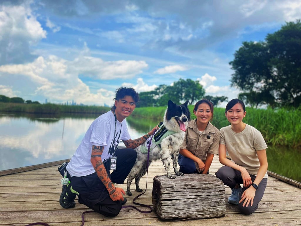 Dog trainer Garay Wong (left), Maggie Kwok, WWF-Hong Kong’s project manager (centre), and Bonnie Yip, HSBC’s senior corporate sustainability manager for Asia-Pacific, with Aljo, a dog which can help detect Eurasian otters’ faeces in Mai Po.