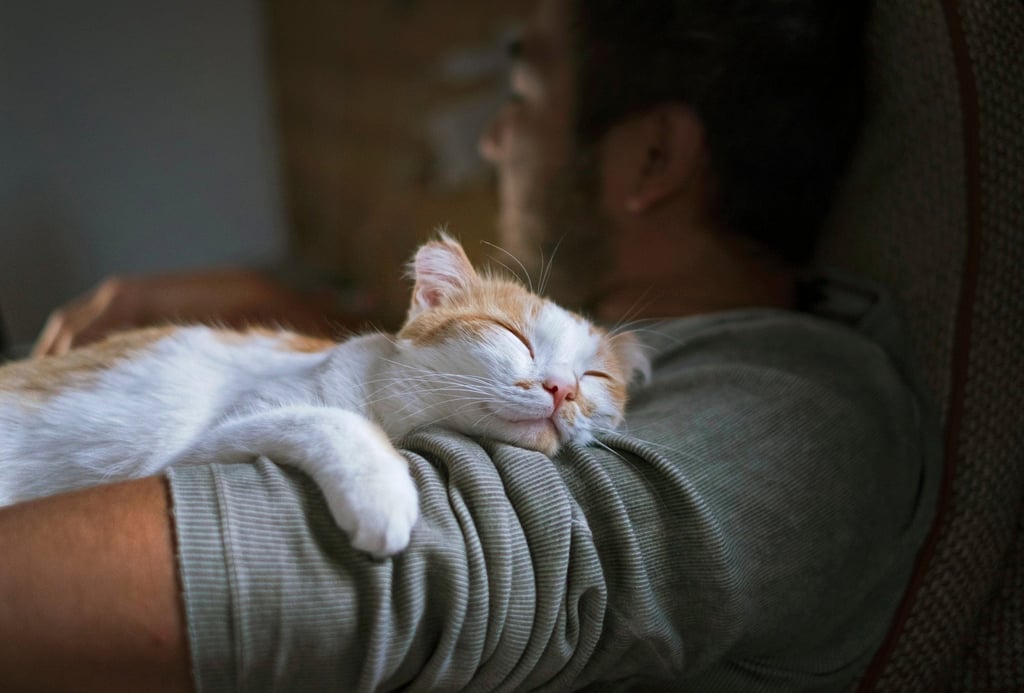 Cats purr when they are content, but they also purr when they are in pain or scared. Photo: Shutterstock Cats purr when they are content, but they also purr when they are in pain or scared. Photo: Shutterstock