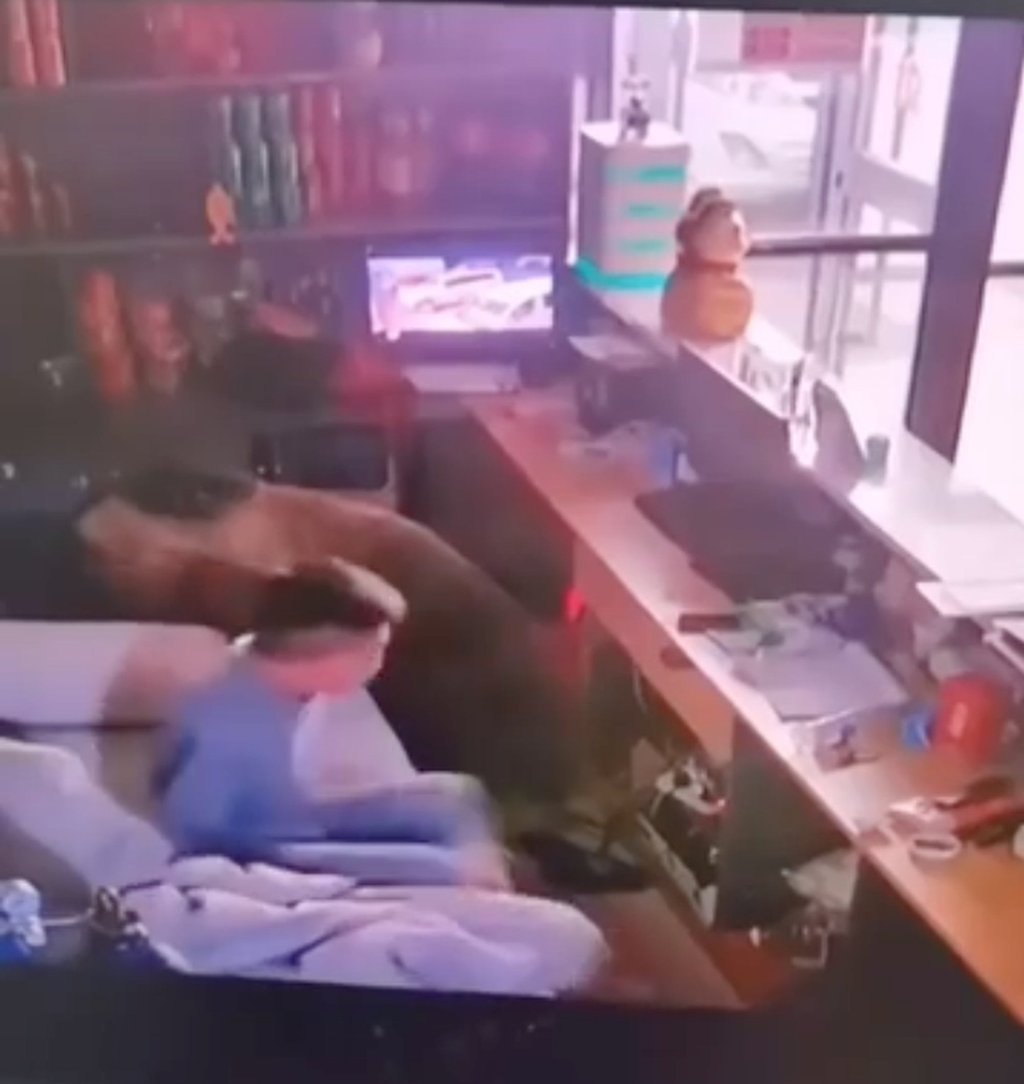 While the bear was otherwise engaged, the hotel staffer calmly got up and walked away. Photo: Weibo While the bear was otherwise engaged, the hotel staffer calmly got up and walked away. Photo: Weibo