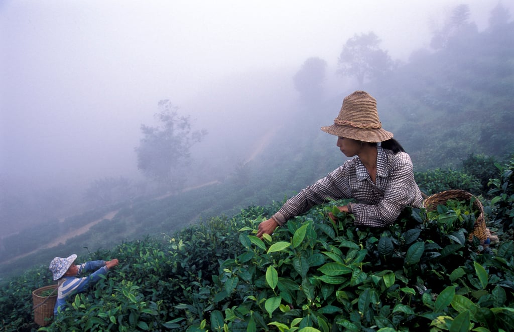 Farmers picking tea in the morning mist in Yunnan province, China. Photo: Getty Images Farmers picking tea in the morning mist in Yunnan province, China. Photo: Getty Images