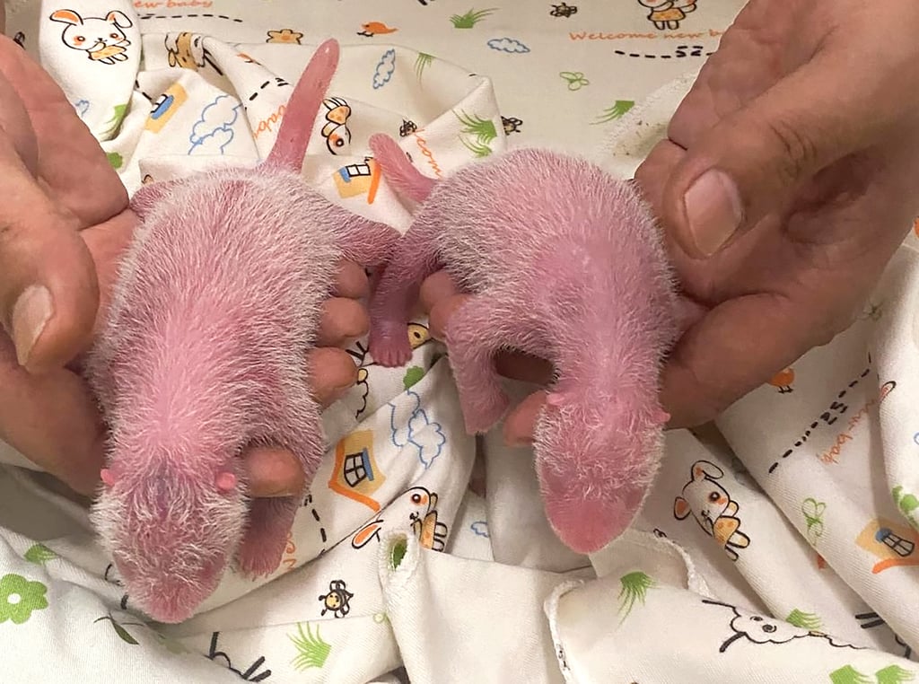 The arrival of the twins came as a surprise to the city. Photo: Ocean Park