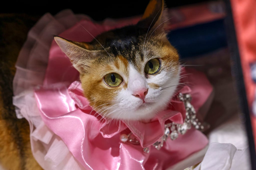 Ho Choi is a top cat in Hong Kong competitions. Photo: Dickson Lee Ho Choi is a top cat in Hong Kong competitions. Photo: Dickson Lee