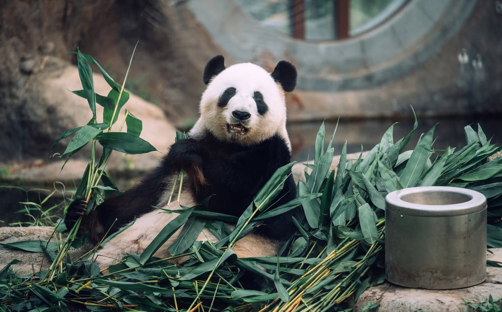 The twins’ mother, Ying Ying, made history by becoming the world’s oldest first-time giant panda mum. Photo: Ocean Park